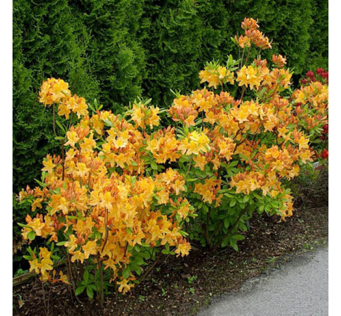 Азалия сорт Golden Lights 2 летняя, конт. 7.5 л