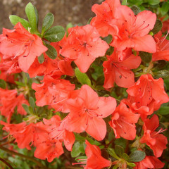 Азалия Geisha orange, 2 летняя, конт. 7.5 л