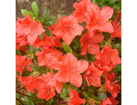 Азалія Geisha orange, 2 річна, конт. 7.5 л Азалія Geisha orange, 2 річна, конт. 7.5 л