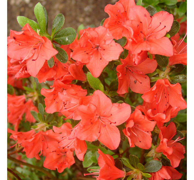 Азалия Geisha orange, 2 летняя, конт. 7.5 л