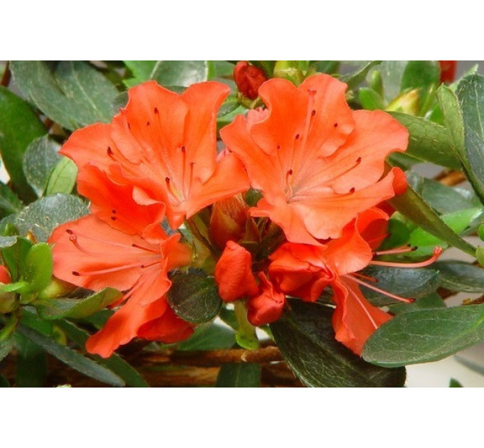 Азалия Geisha orange, 2 летняя, конт. 7.5 л