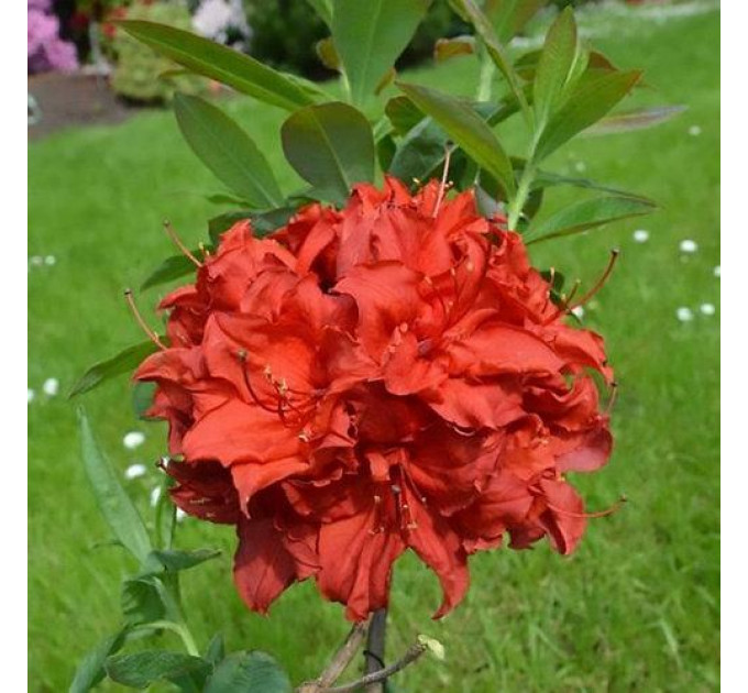 Азалия сорт Doloroso, конт. 1.5 л