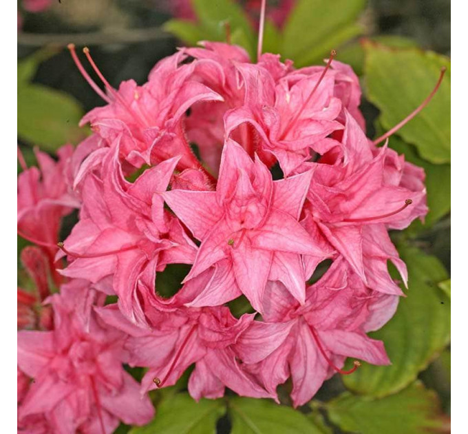 Азалия сорт Homebush 1 летняя, in vitro (полуупакованая)