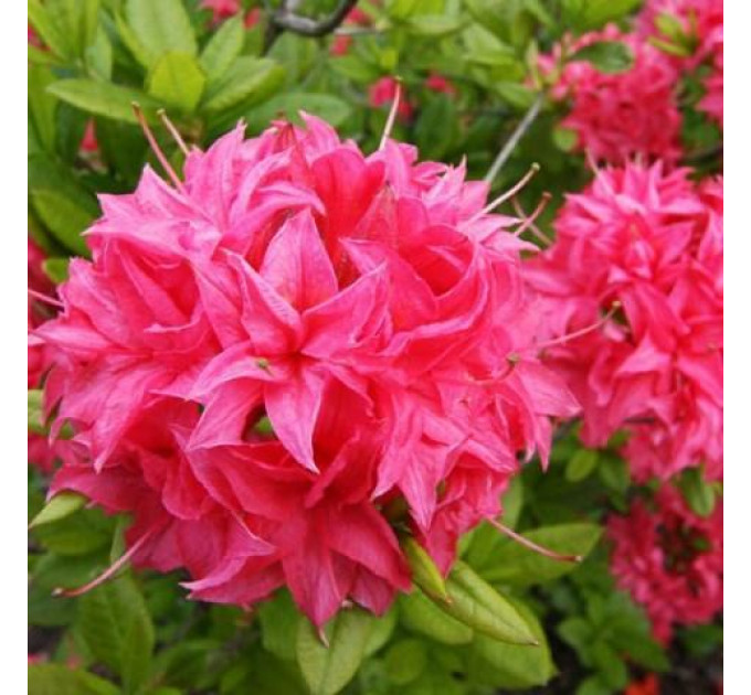 Азалия сорт Homebush 1 летняя, in vitro (полуупакованая)