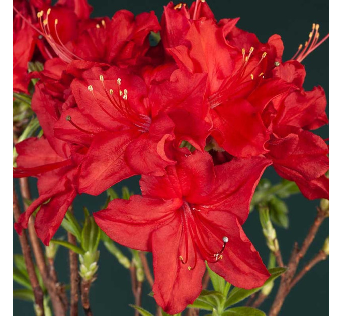 Азалия сорт Doloroso, конт. 2 л