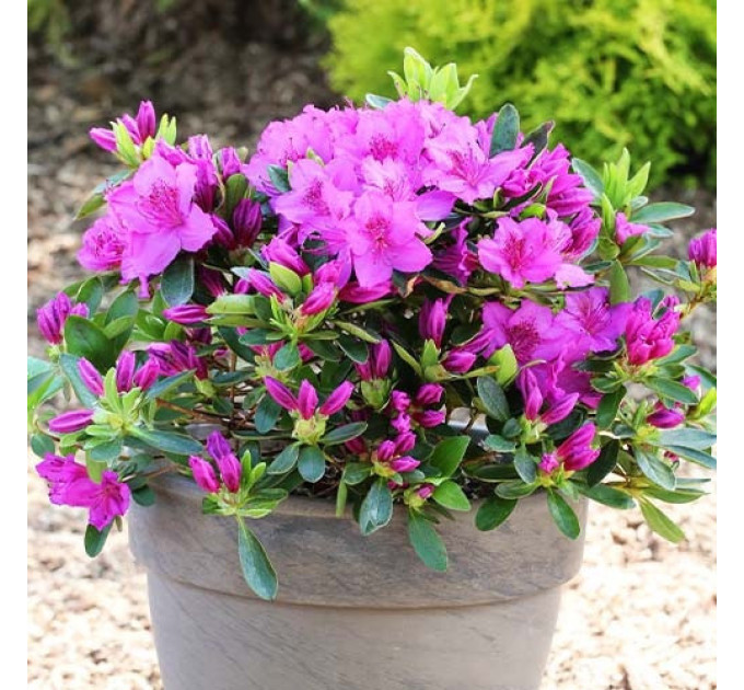 Азалия японская Konigstein 1 летняя P9