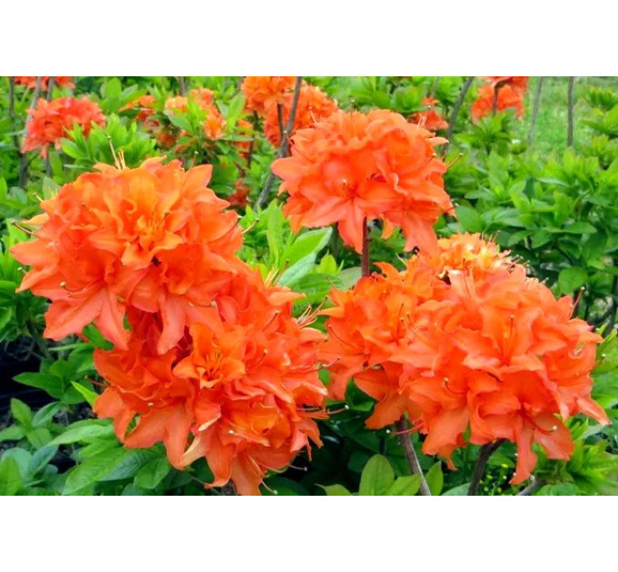 Азалія (Рододендрон) Mandarin Lights 1 річна P9