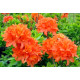 Азалія (Рододендрон) Mandarin Lights 1 річна P9