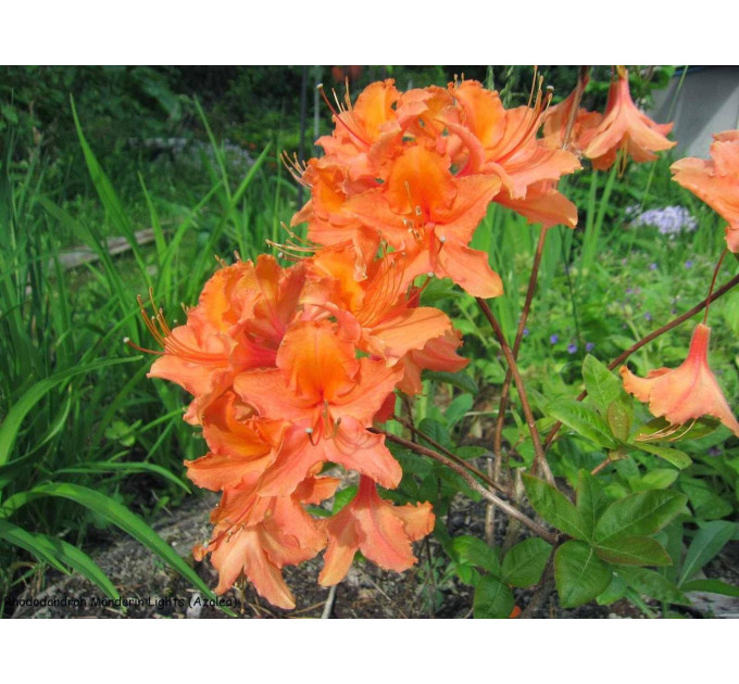 Азалія (Рододендрон) Mandarin Lights 1 річна P9