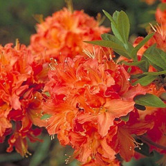 Азалия (Рододендрон) Mandarin Lights 1 летняя P9