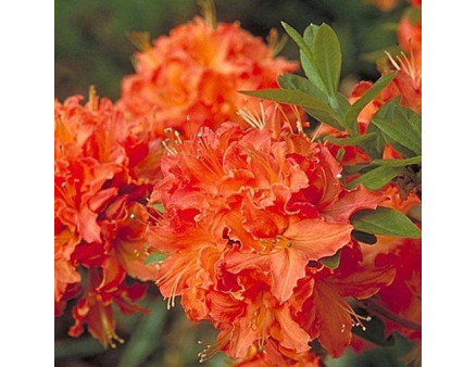 Азалія (Рододендрон) Mandarin Lights 1 річна P9 Азалія (Рододендрон) Mandarin Lights 1 річна P9