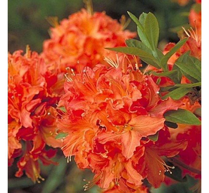 Азалія (Рододендрон) Mandarin Lights 1 річна P9