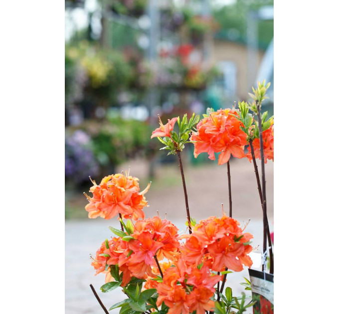 Азалія (Рододендрон) Mandarin Lights 1 річна P9