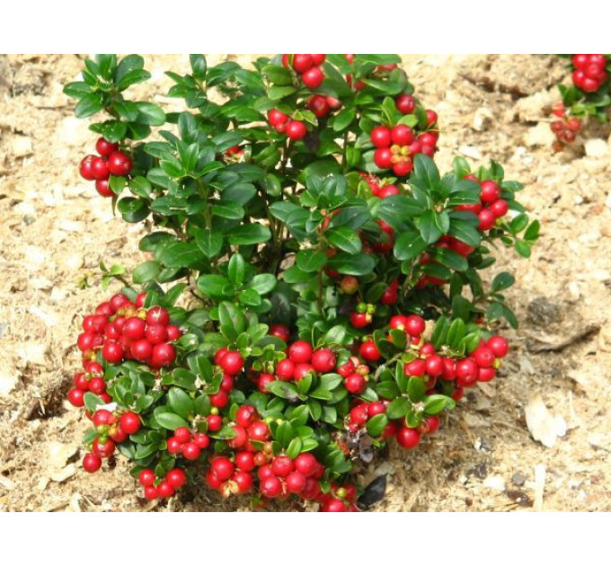 Саженцы брусники сорт Ред Перл, 2 летние, кон.2 л