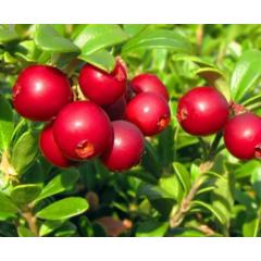 Саженцы брусники Red Pearl (Ред Перл) в горшке 0.5 л (5-10 см)