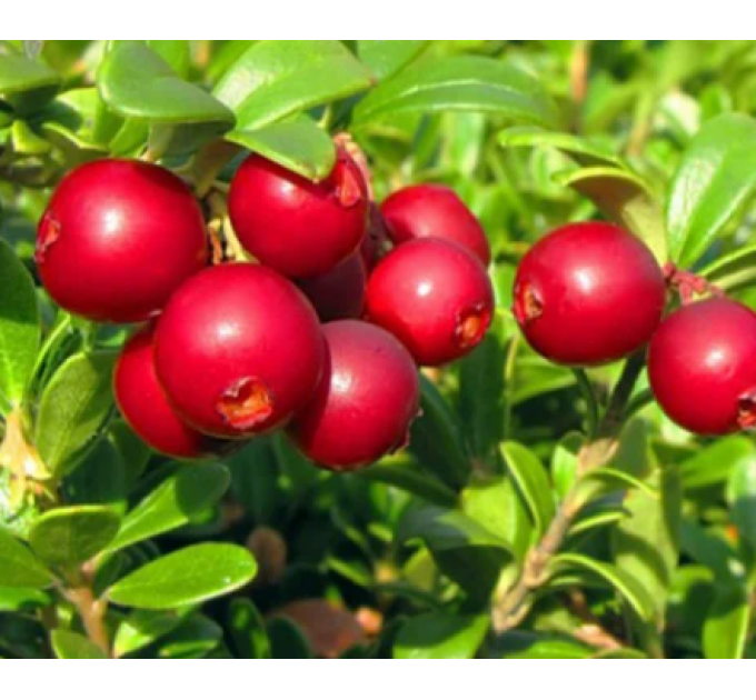 Саженцы брусники Red Pearl (Ред Перл) в горшке 0.5 л (5-10 см)