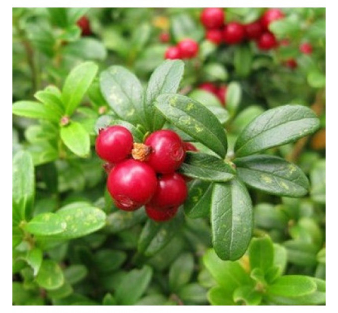 Саженцы брусники Минима в горшке 2 летние 2л