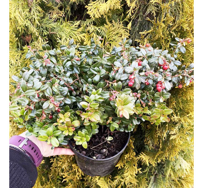 Саженцы брусники сорт Ред Перл, 2 летние, кон.2 л