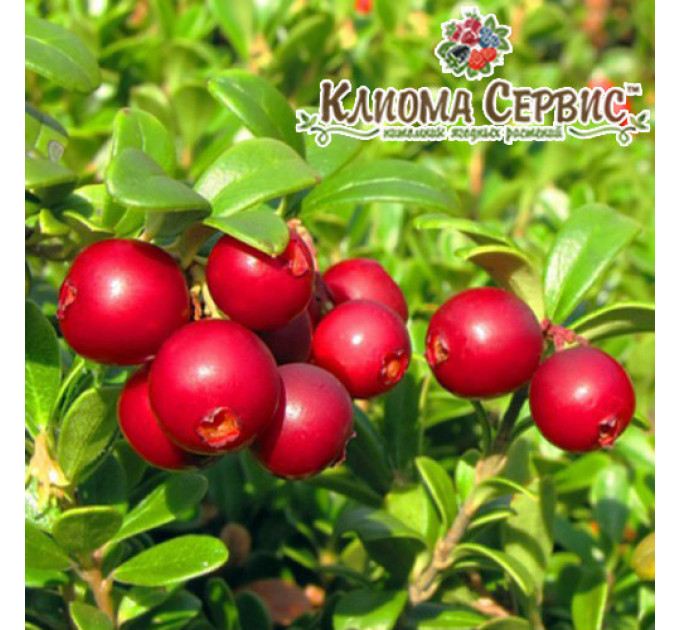 Саженцы брусники Red Pearl (Ред Перл) в горшке 0.5 л (5-10 см)