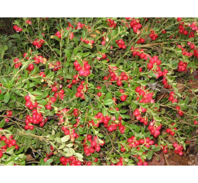 Саженцы брусники Коралл (Coralle), 1 летние