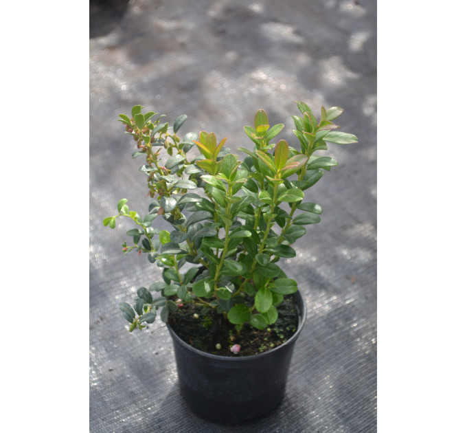 Саженцы брусники Коралл (Coralle), 1 летние