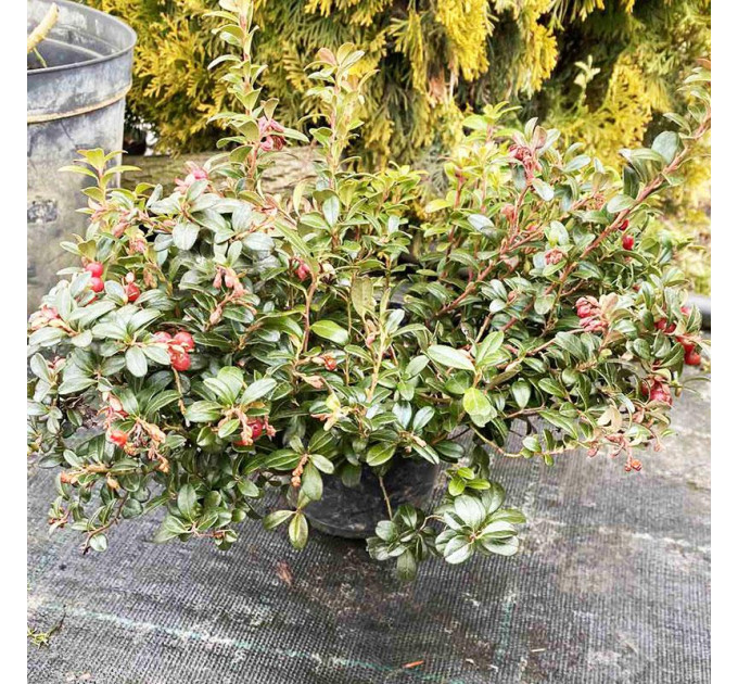 Саженцы брусники Коралл (Coralle), 1 летние