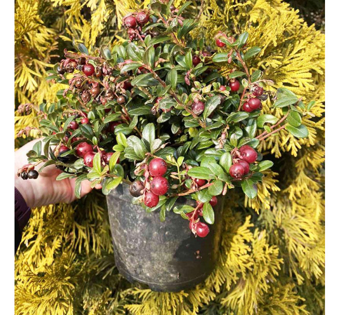 Саженцы брусники Коралл (Coralle), 1 летние