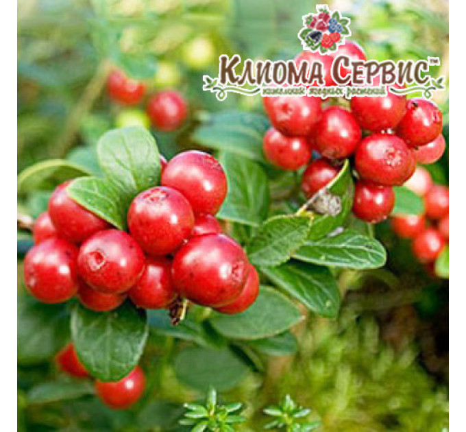 Саженцы брусники Коралл (Coralle), 1 летние