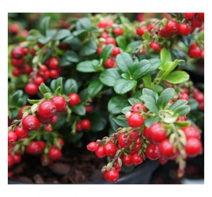 Саженцы брусники Red Candy(Рэд Кенди) в горшке 0.5 л (5-10 см)