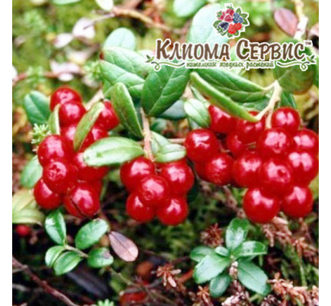 Саженцы брусники Red Candy(Рэд Кенди) в горшке 0.5 л (5-10 см)