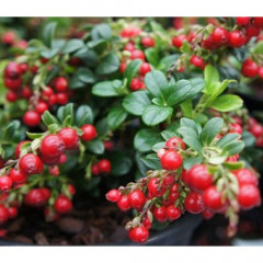 Саженцы брусники Red Cand (Рэд Кенди), 2 лет контейнер 2 л