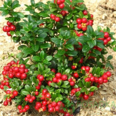 Саженцы брусники "Руно Белявское", 3 года 7.5 л