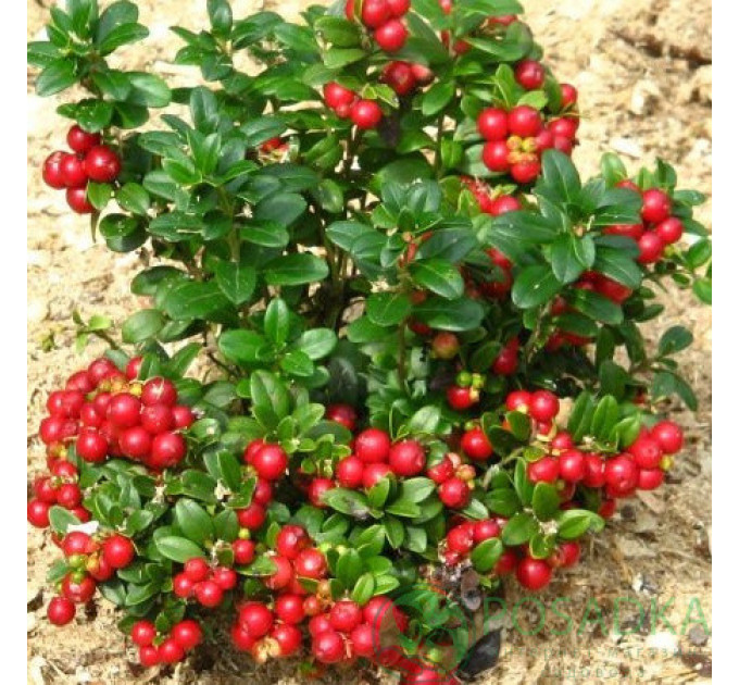 Саженцы брусники "Руно Белявское", 3 года 7.5 л