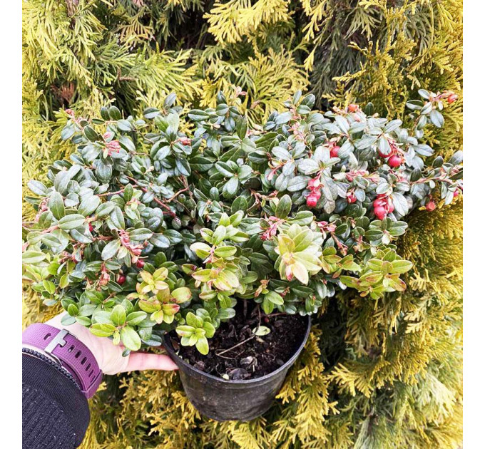 Саженцы брусники Red Cand (Рэд Кенди), 2 лет контейнер 2 л