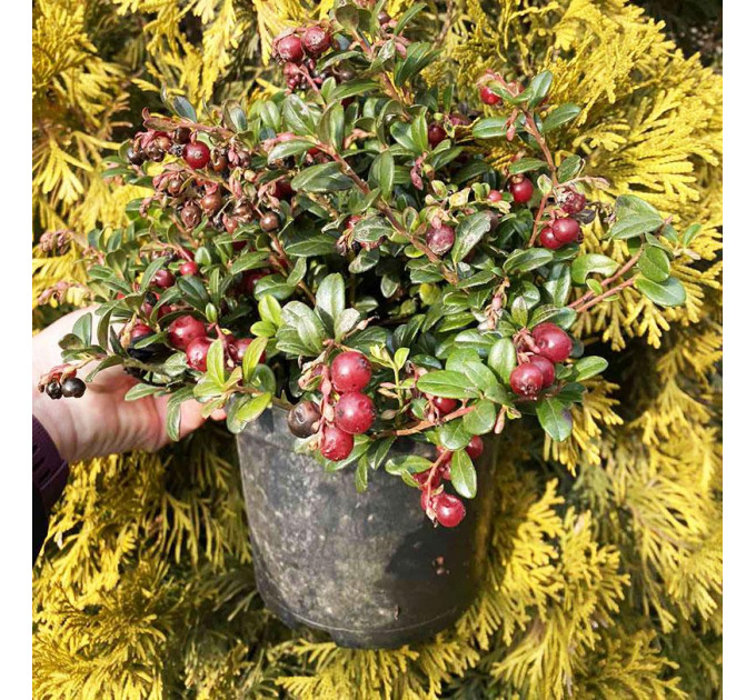 Саженцы брусники Red Cand (Рэд Кенди), 2 лет контейнер 2 л