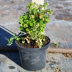 Саженцы брусники "Руно Белявское" 2 летние, конт. 3 л