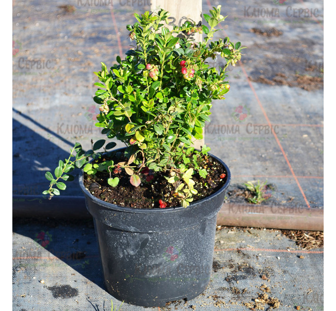 Саженцы брусники "Руно Белявское" 2 летние, конт. 3 л