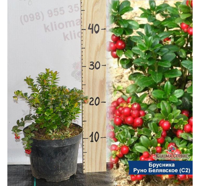 Саженцы брусники "Руно Белявское" 2 летние, конт. 3 л