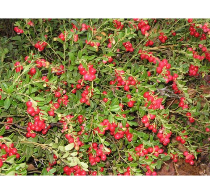 Саженцы брусники Коралл (Coralle) 2 летние, конт. 3 л