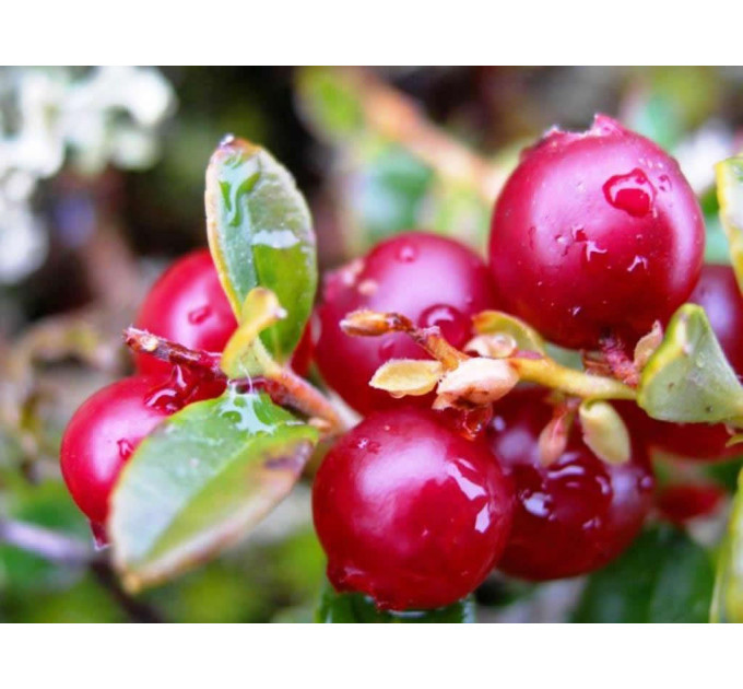 Саженцы брусники "Руно Белявское", 1 летние, конт. 3 л