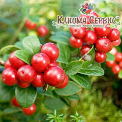 Саженцы брусники Коралл (Coralle), 3 года 7.5 л