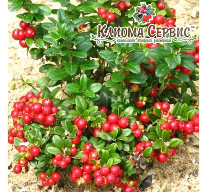 Саженцы брусники "Руно Белявское", 1 летние, конт. 3 л