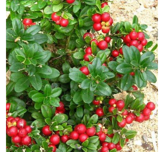 Саженцы брусники Коралл (Koralle), 1 летние, конт. P9