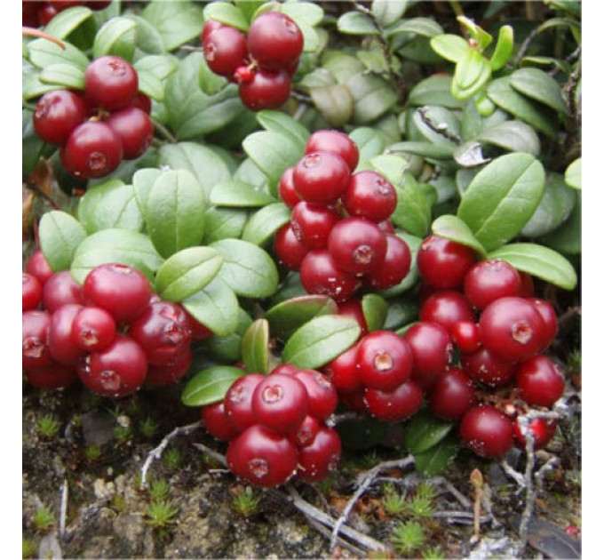 Саженцы брусники "Руно Белявское", 1 летние, конт. Р9