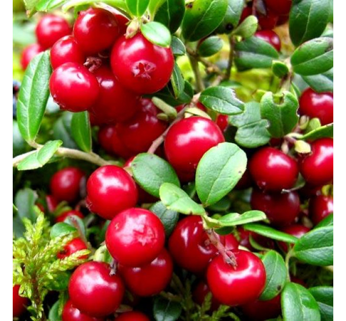 Саженцы брусники Коралл (Koralle), 1 летние, конт. P9