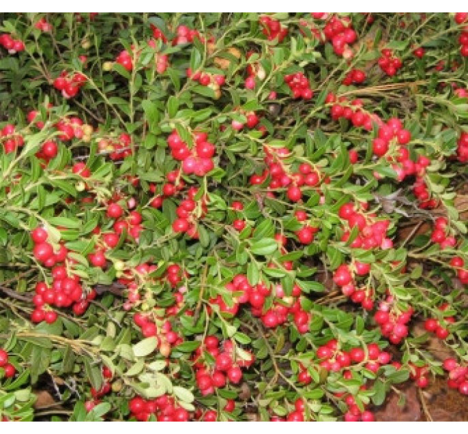 Саженцы брусники Коралл (Koralle), 1 летние, конт. P9