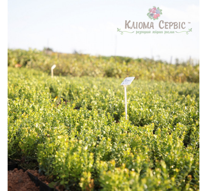 Саженцы брусники "Руно Белявское", 1 летние, конт. Р9