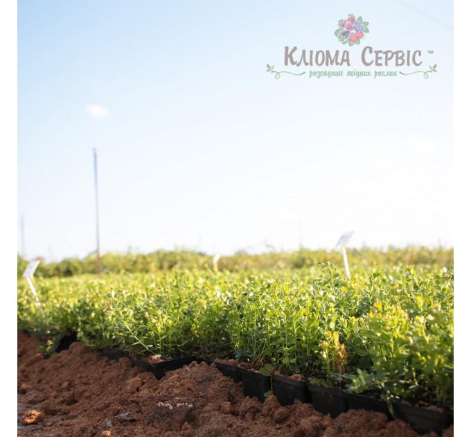 Саженцы брусники "Руно Белявское", 1 летние, конт. Р9