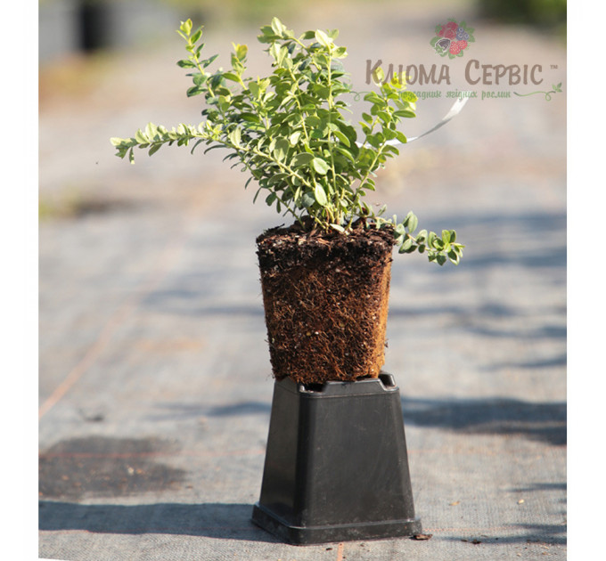 Саженцы брусники "Руно Белявское", 1 летние, конт. Р9