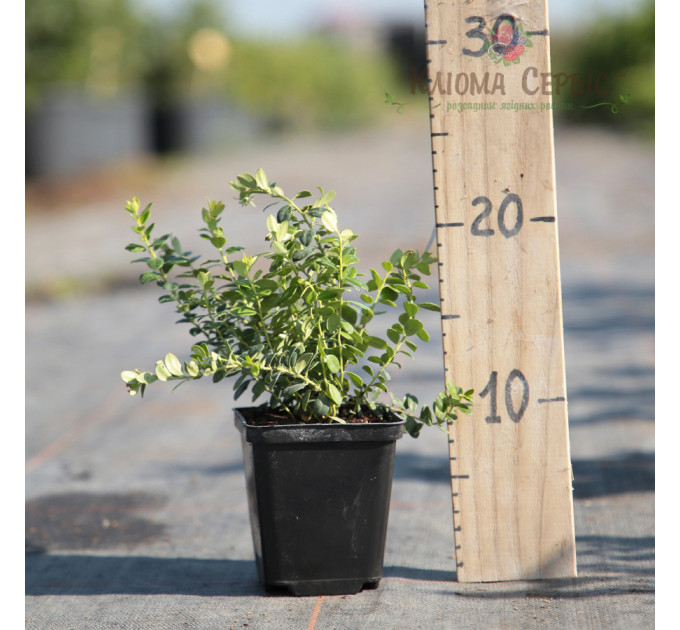 Саженцы брусники Коралл (Koralle), 1 летние, конт. P9